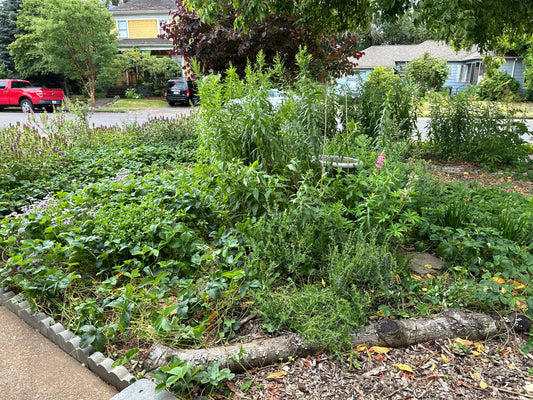 Silver Certified Backyard Habitat, Food Forest in St Johns