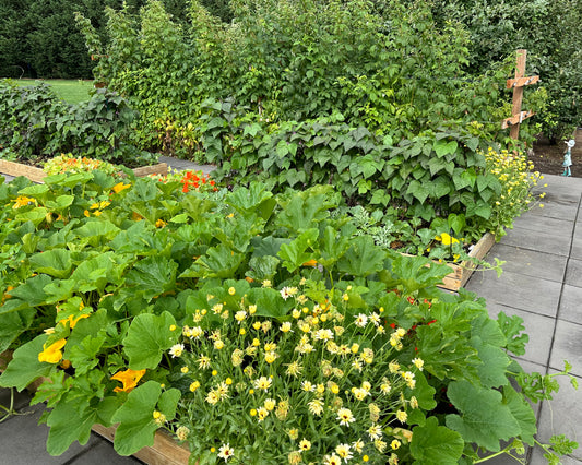 Veggie Garden, Food Forest in Battle Ground