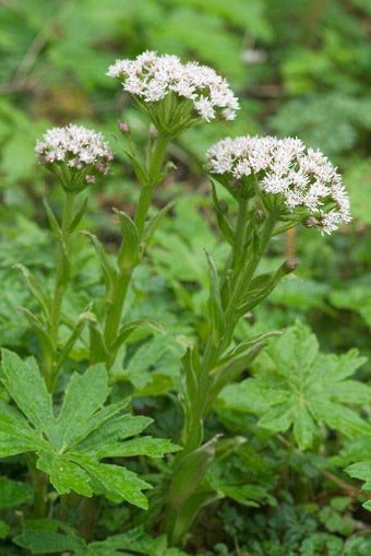 Coltsfoot