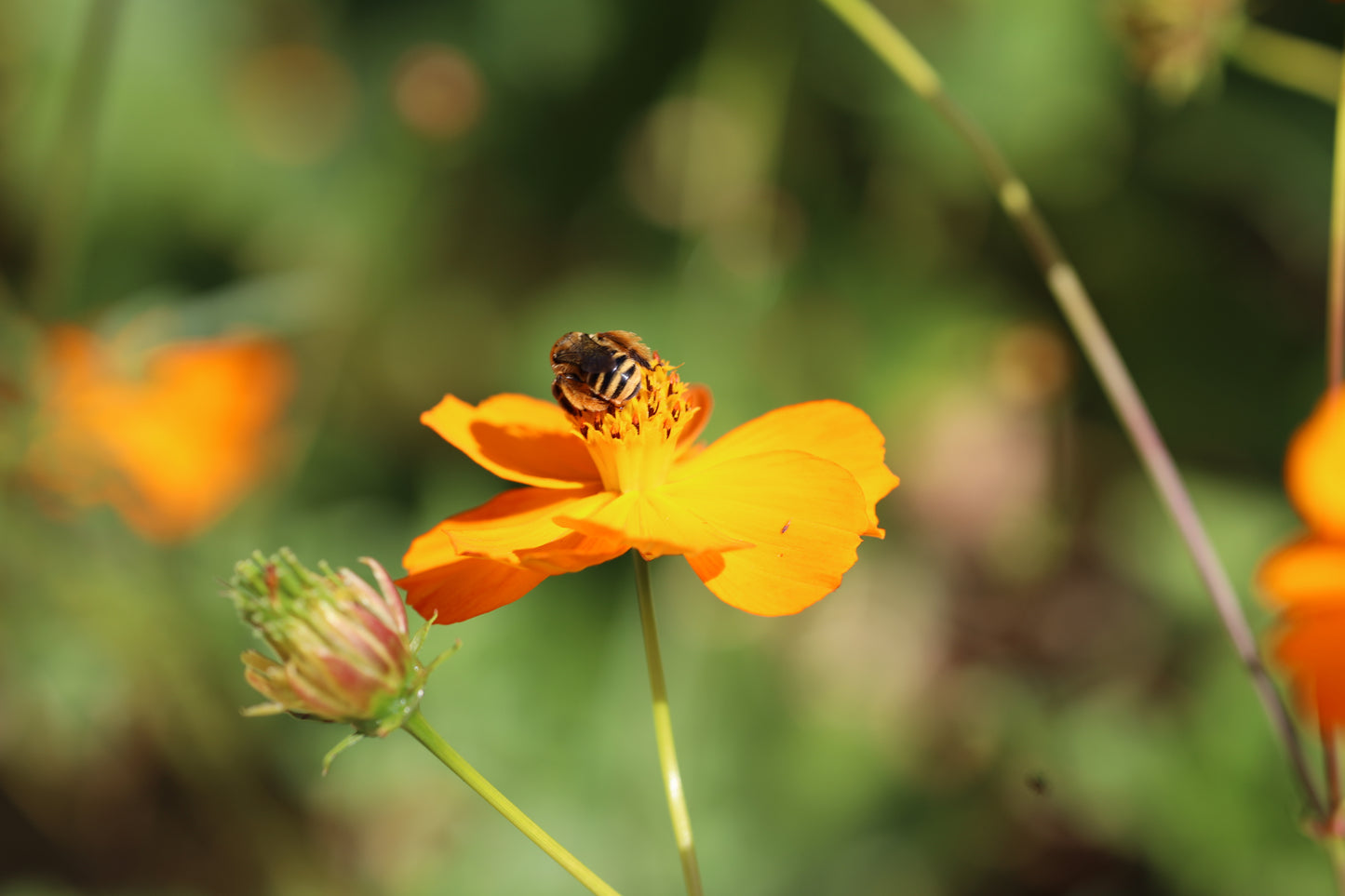 Pollinator Seed Bundle