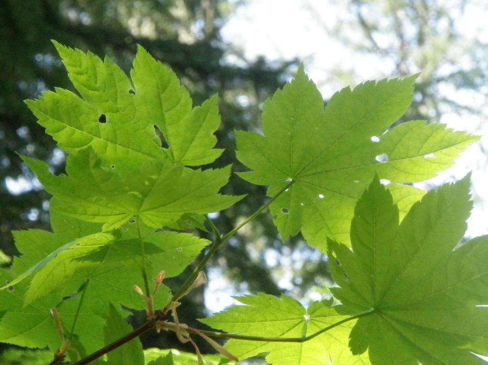 Vine Maple