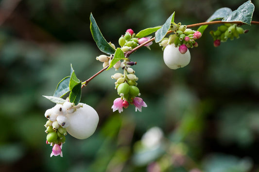 Snowberry