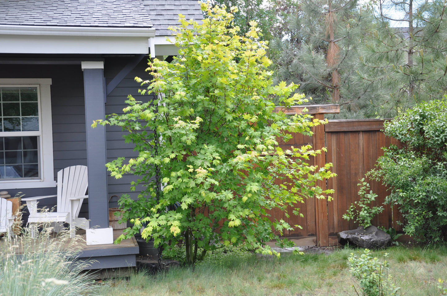 Vine Maple