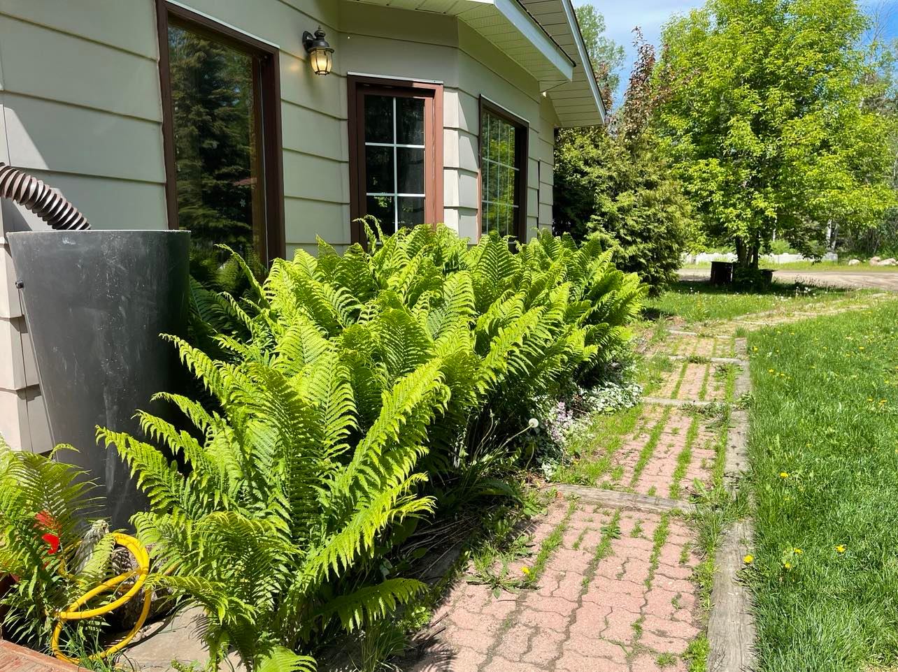 Ostrich Fern