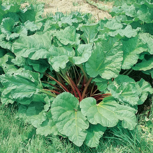 Rhubarb