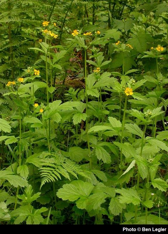 Geum