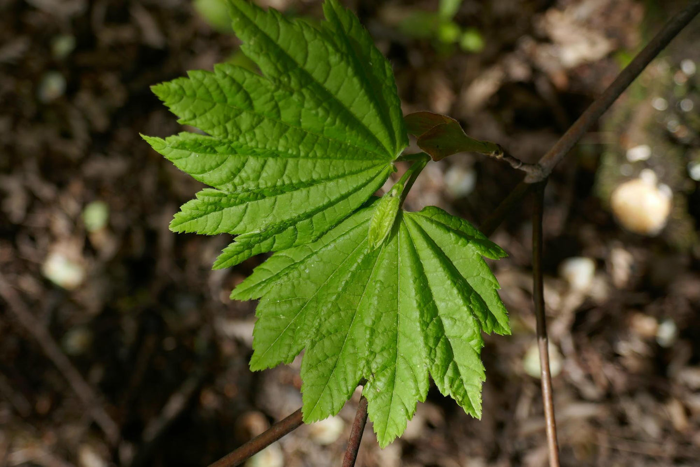 Vine Maple