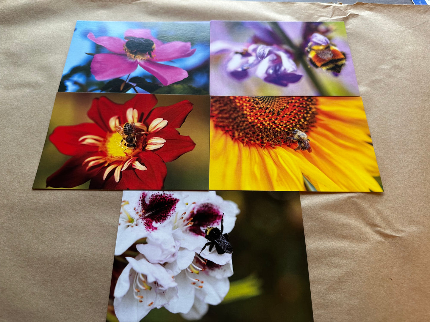 Northwest Native Bees Postcards - 5 pack