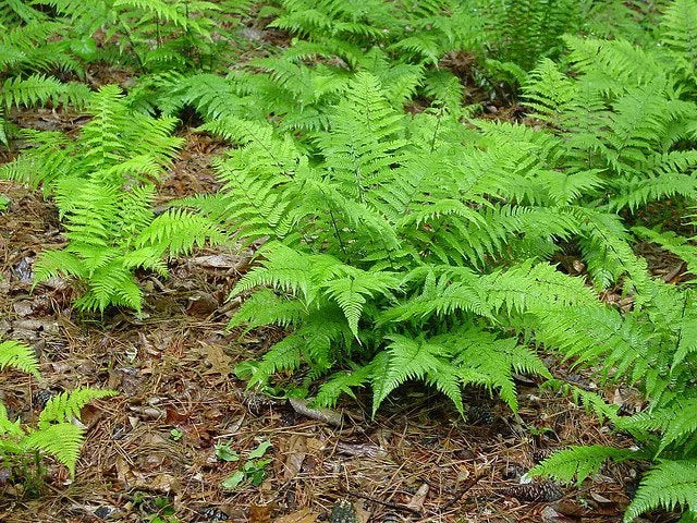 Lady Fern