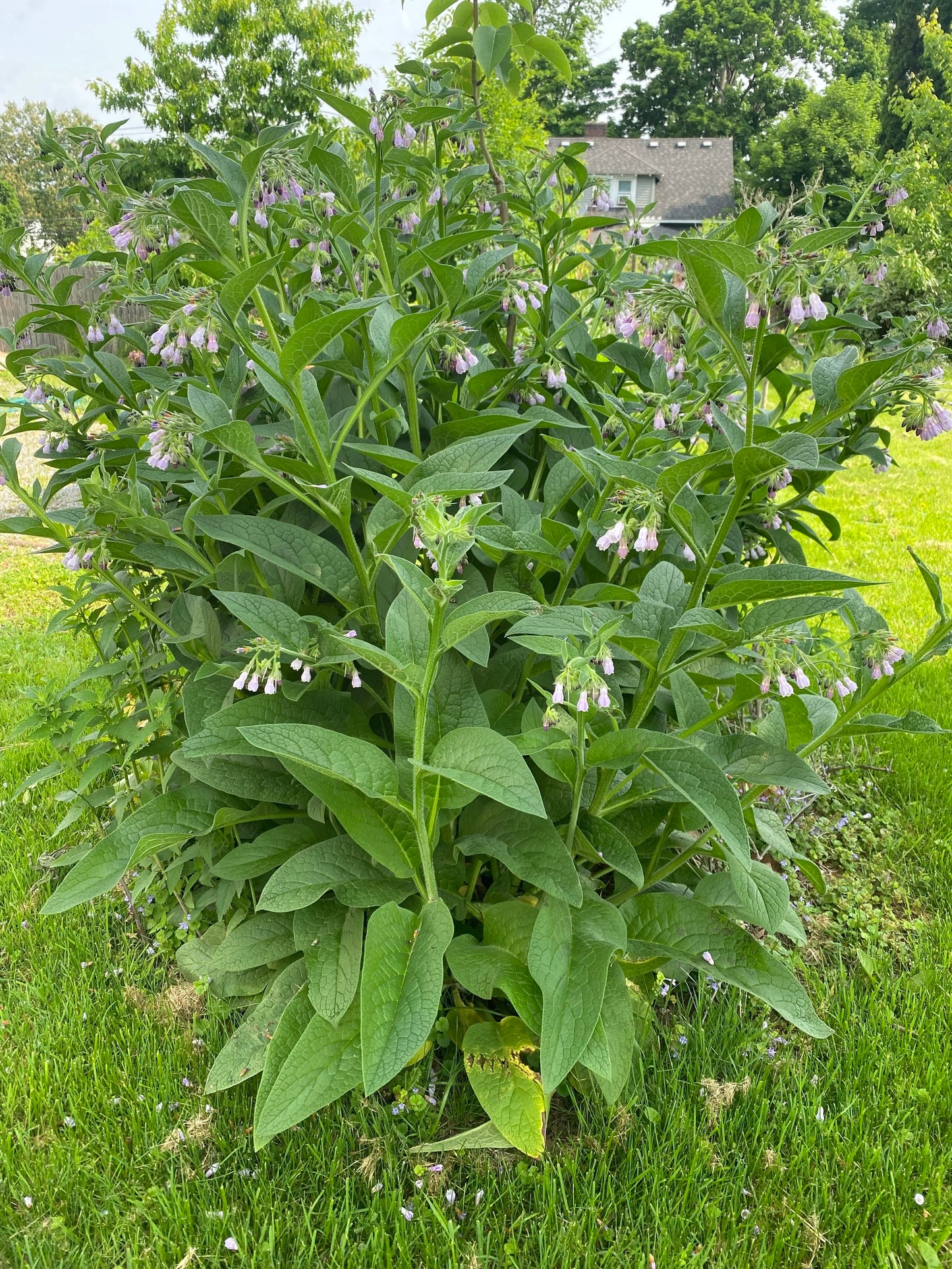 Comfrey