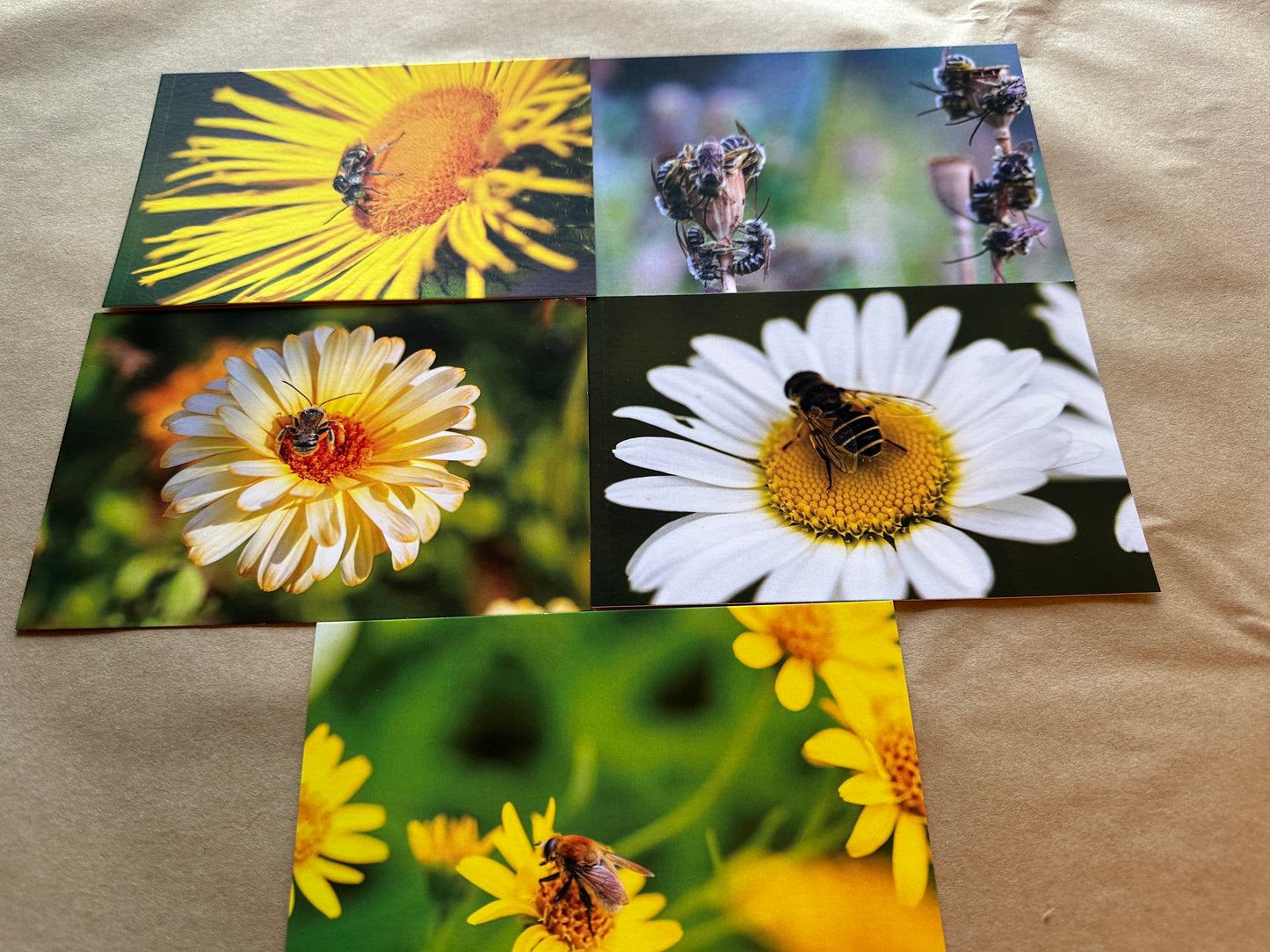 Native Insect Postcards - 5 pack