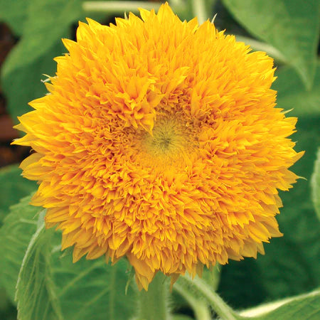 Sunflower, PDX UG Mix