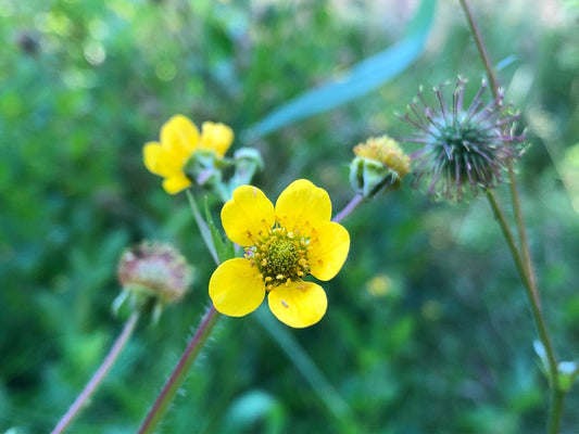 Geum