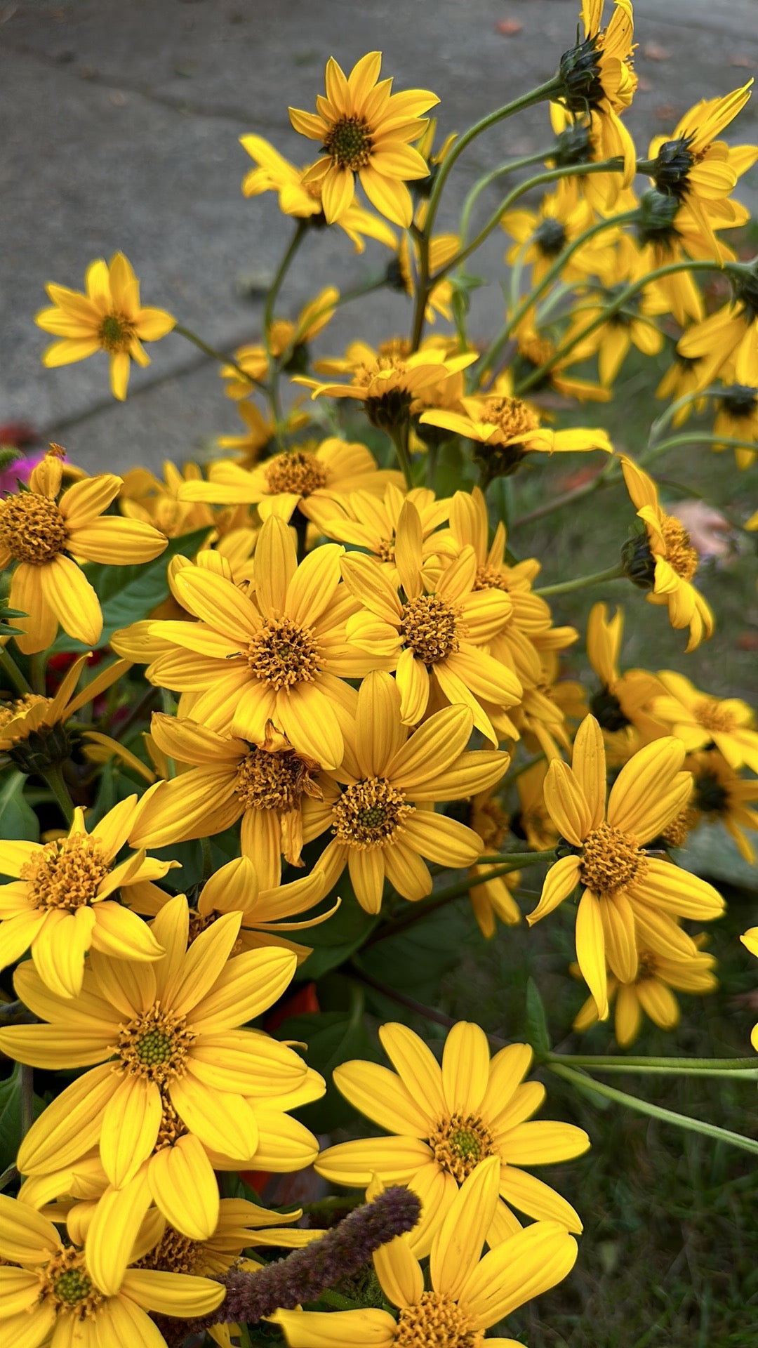 Flower Bouquet