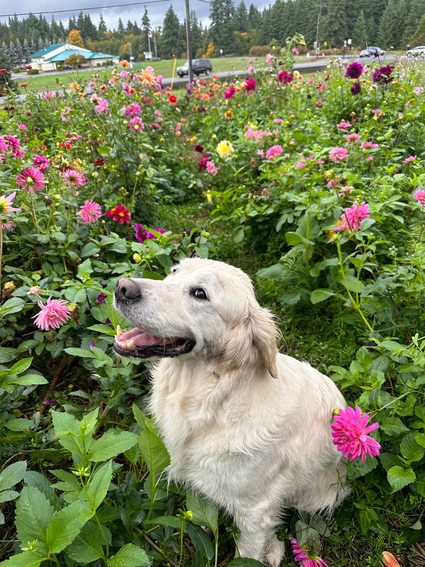 Flower Bouquet