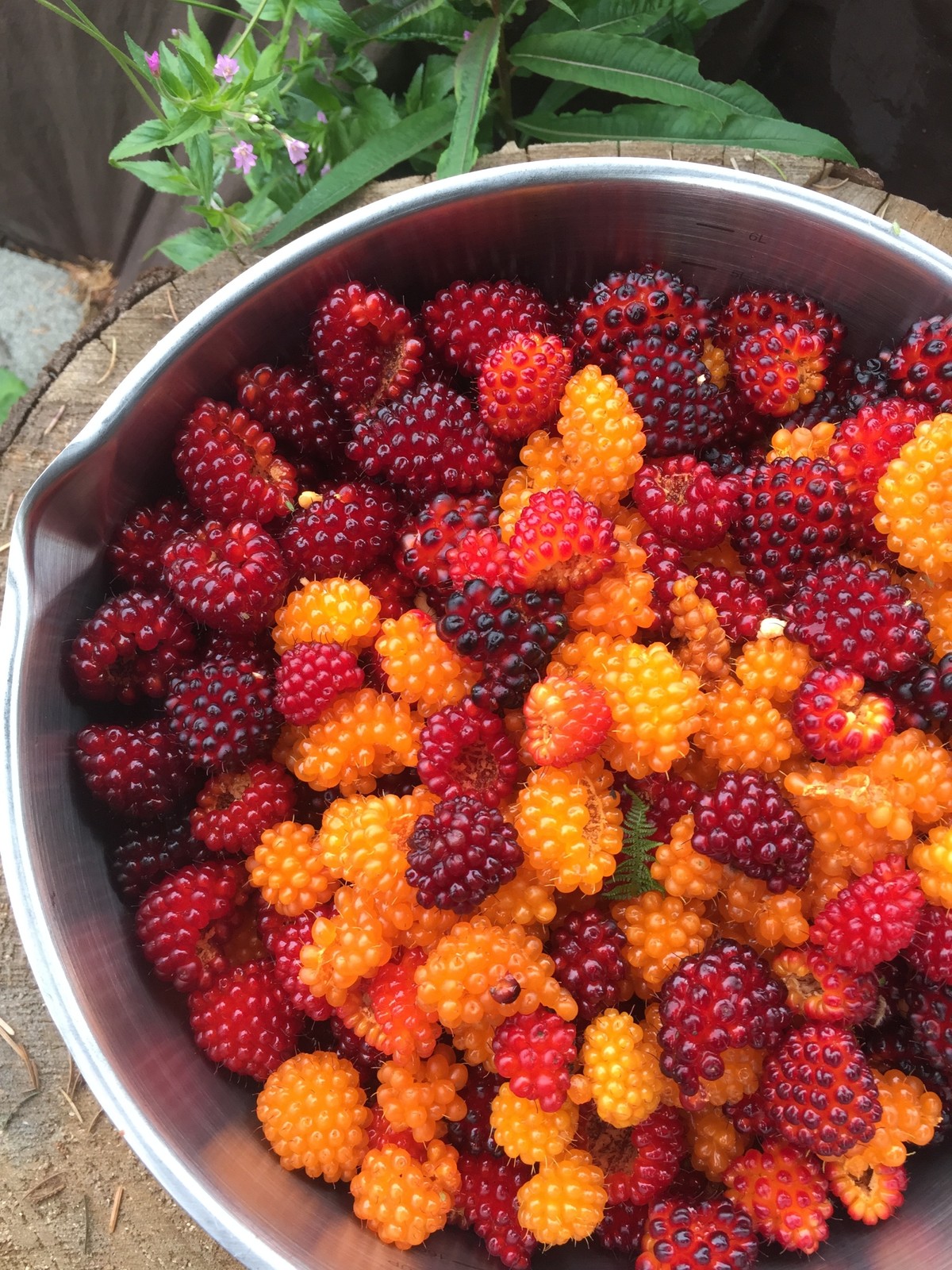 Salmonberry