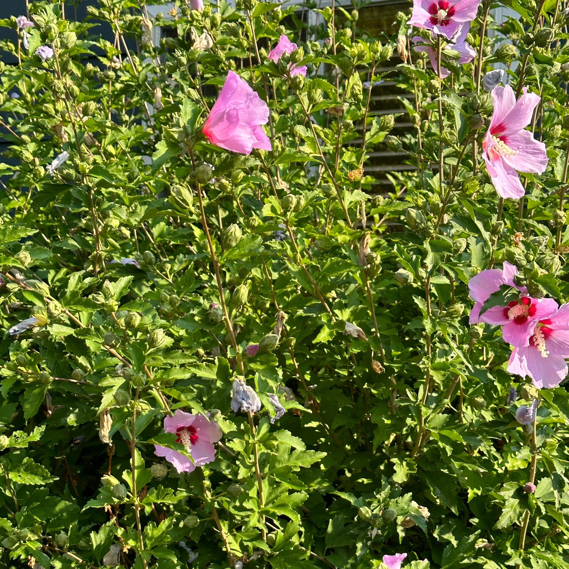 soaking rose of sharon seeds Hibiscus (Seed), Rose of Sharon – PDX Urban Gardens