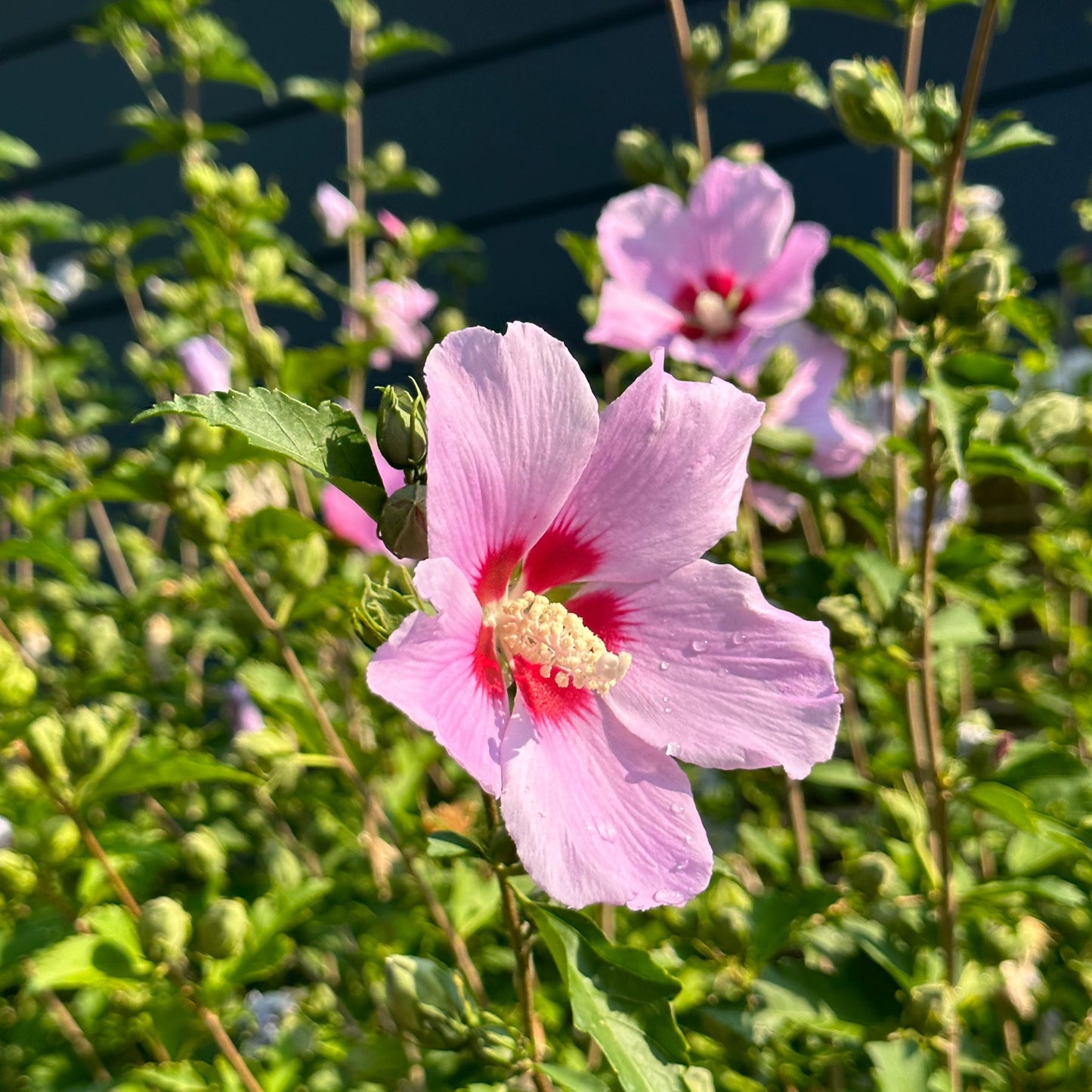 Hibiscus, Rose of Sharon