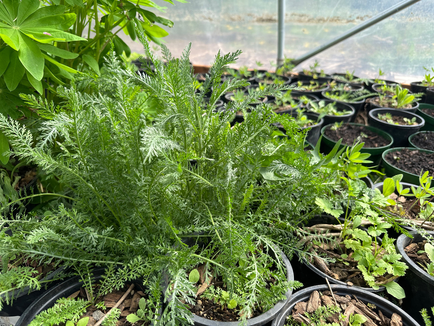 Yarrow mix