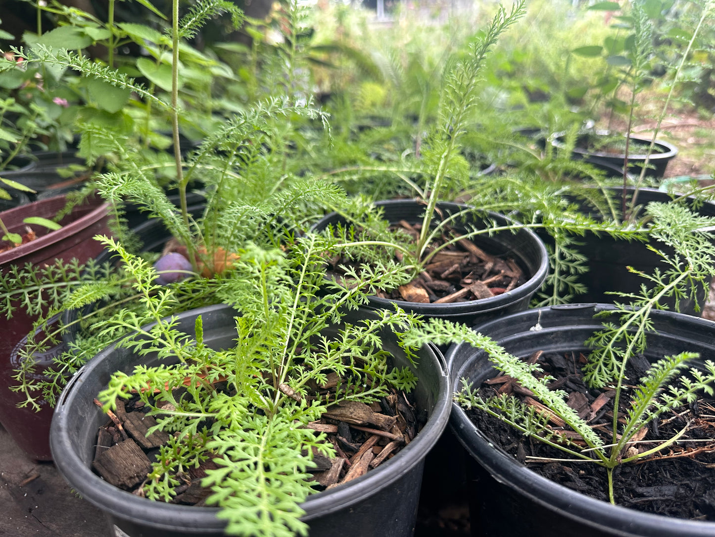 Yarrow mix