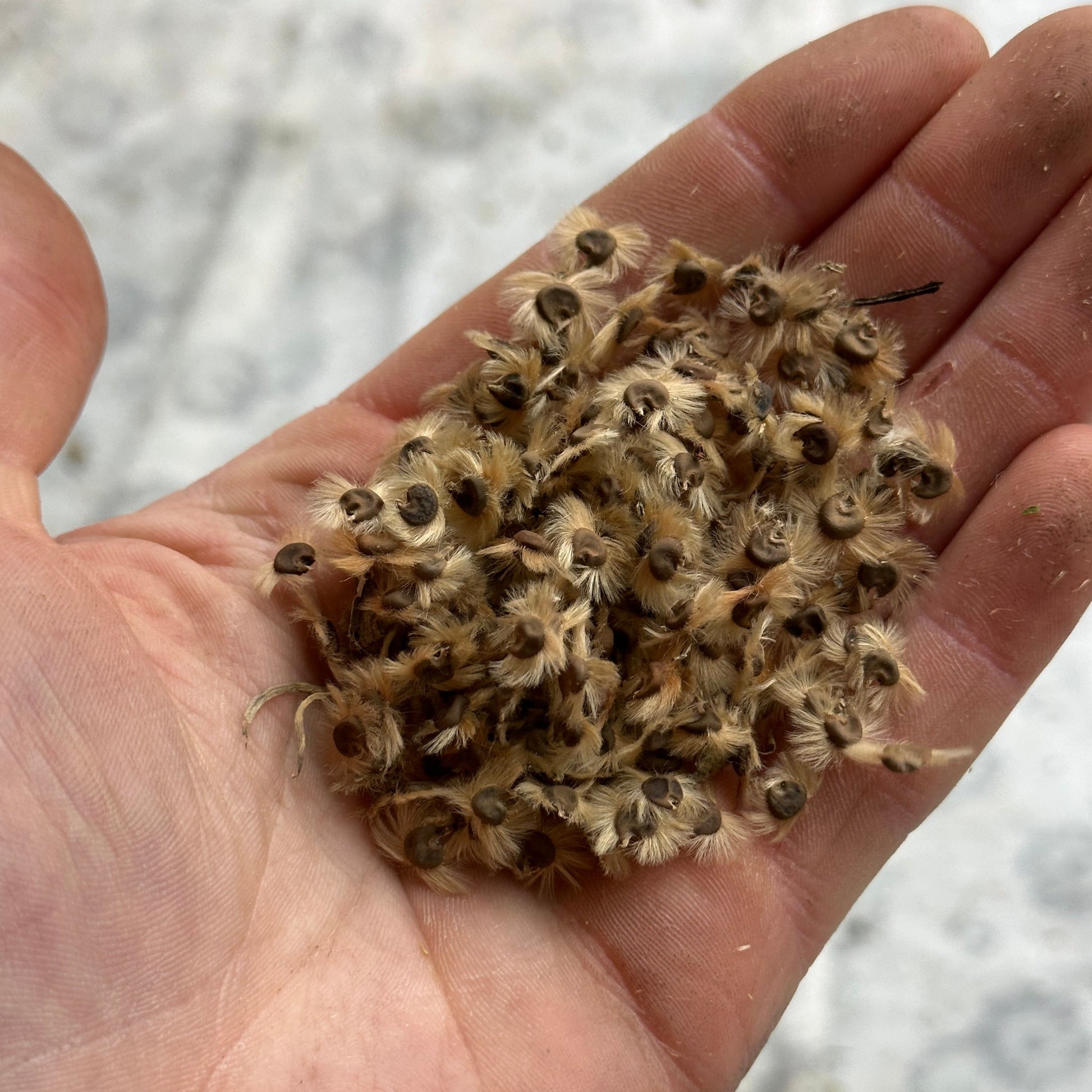 rose of sharon from seed Hibiscus (Seed), Rose of Sharon – PDX Urban Gardens