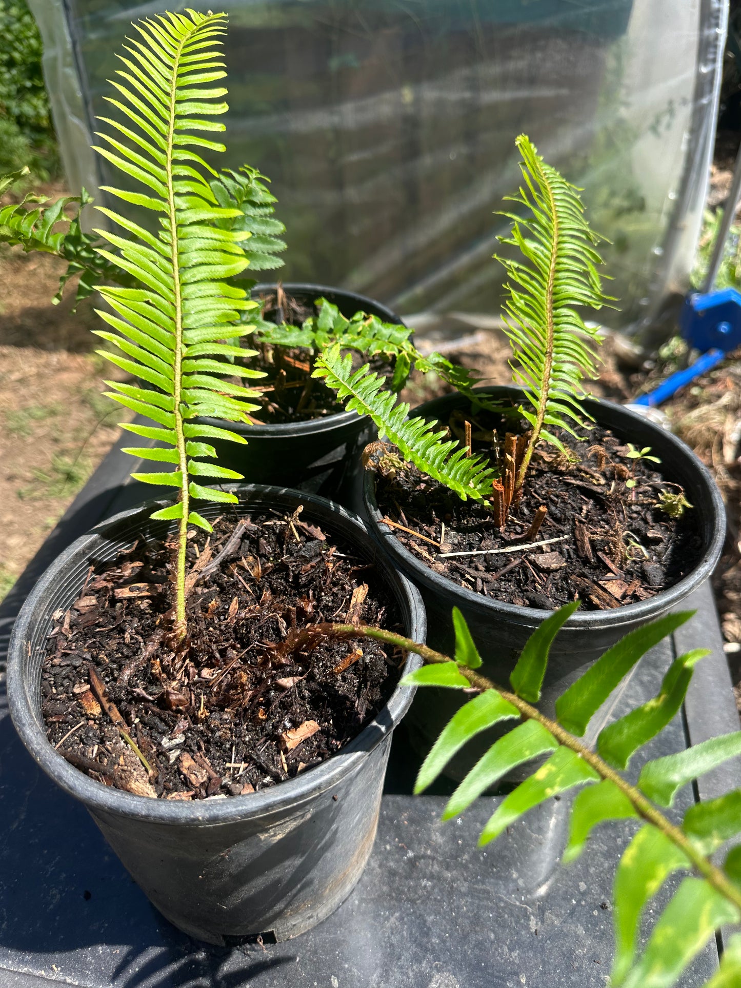 Sword Fern