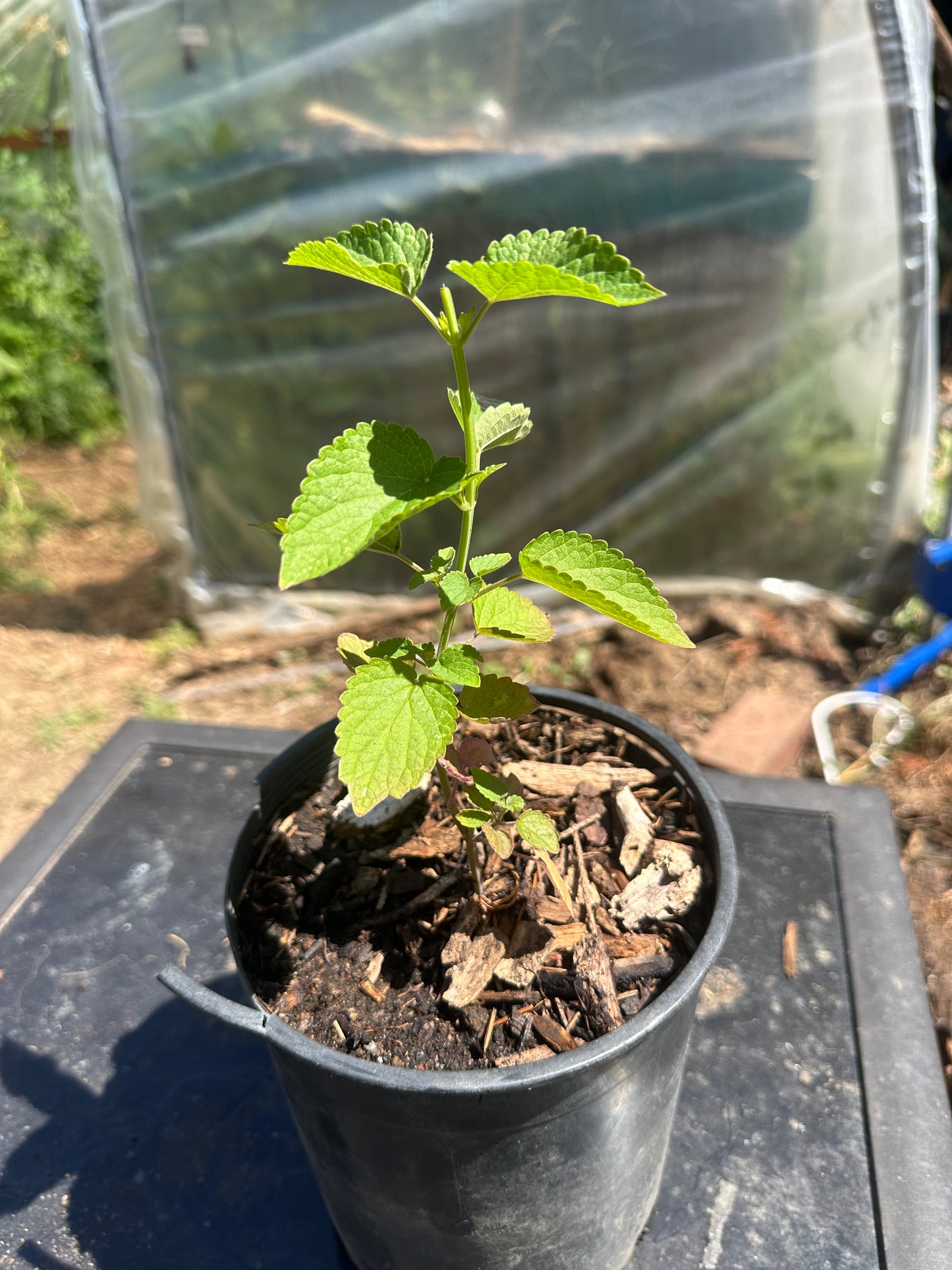 Giant Hyssop, Hummingbird Mint