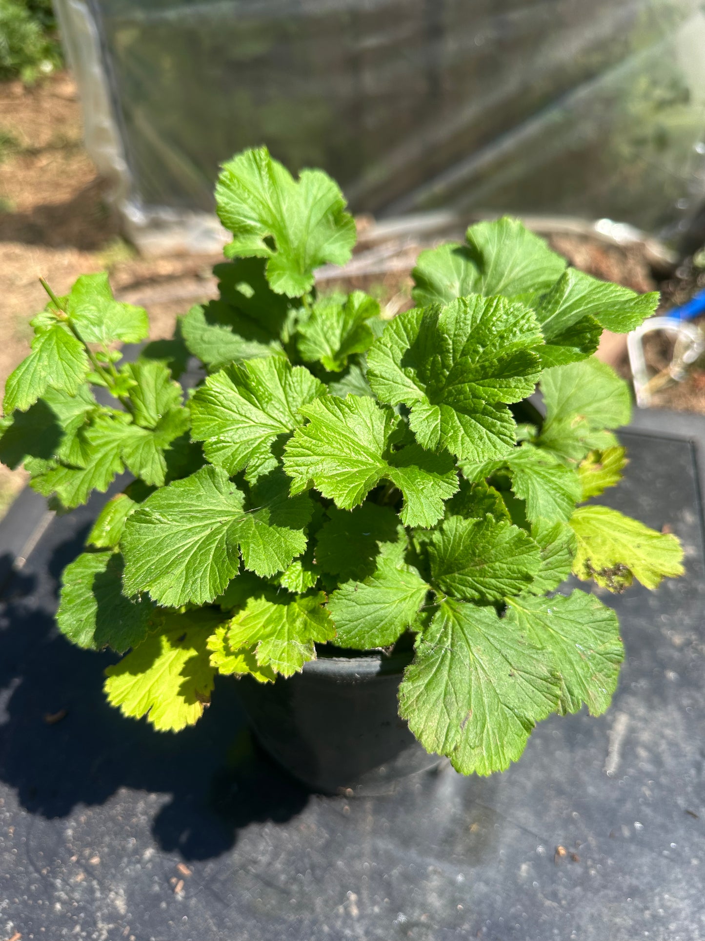 Geum