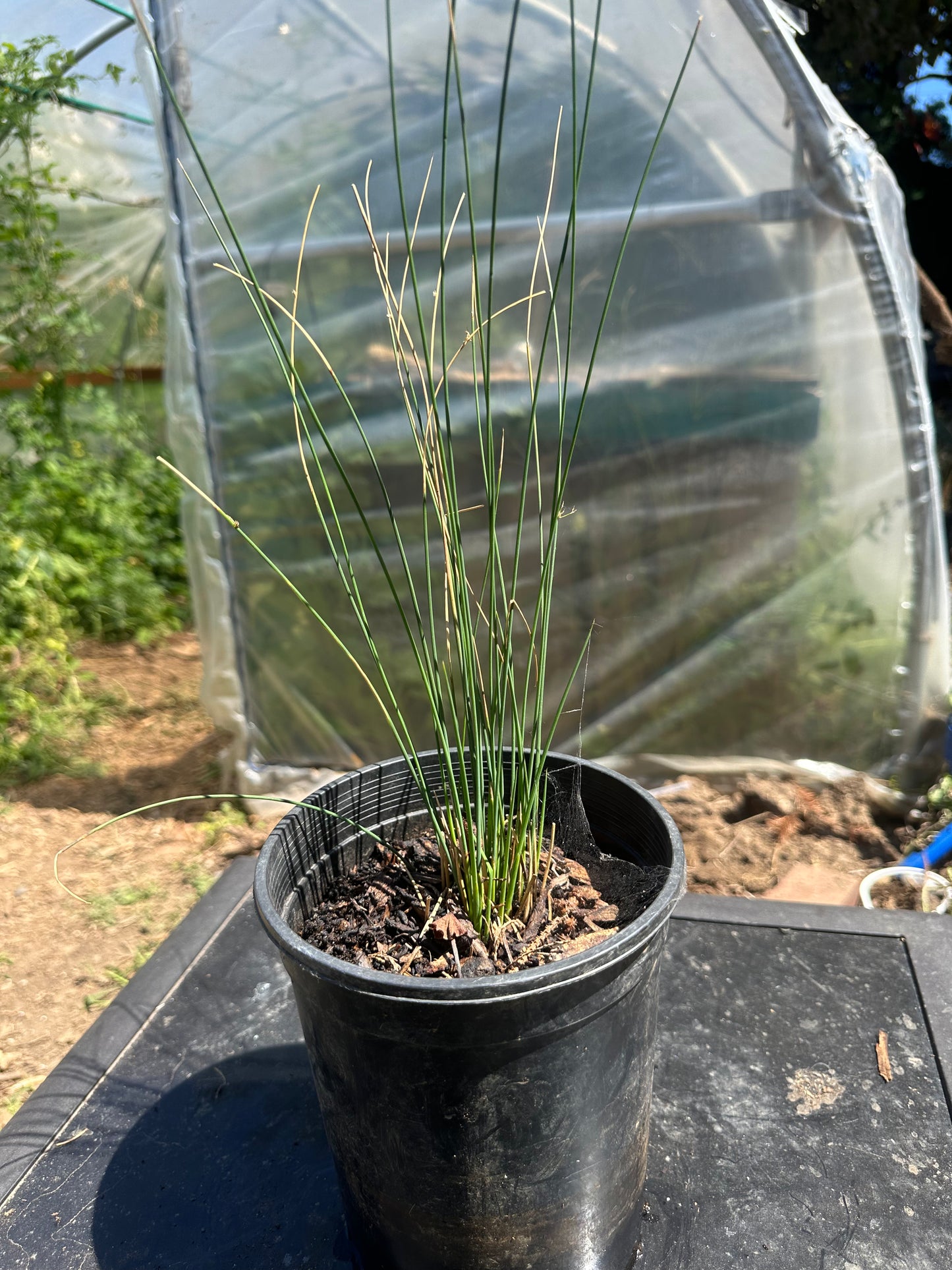 Common Rush
