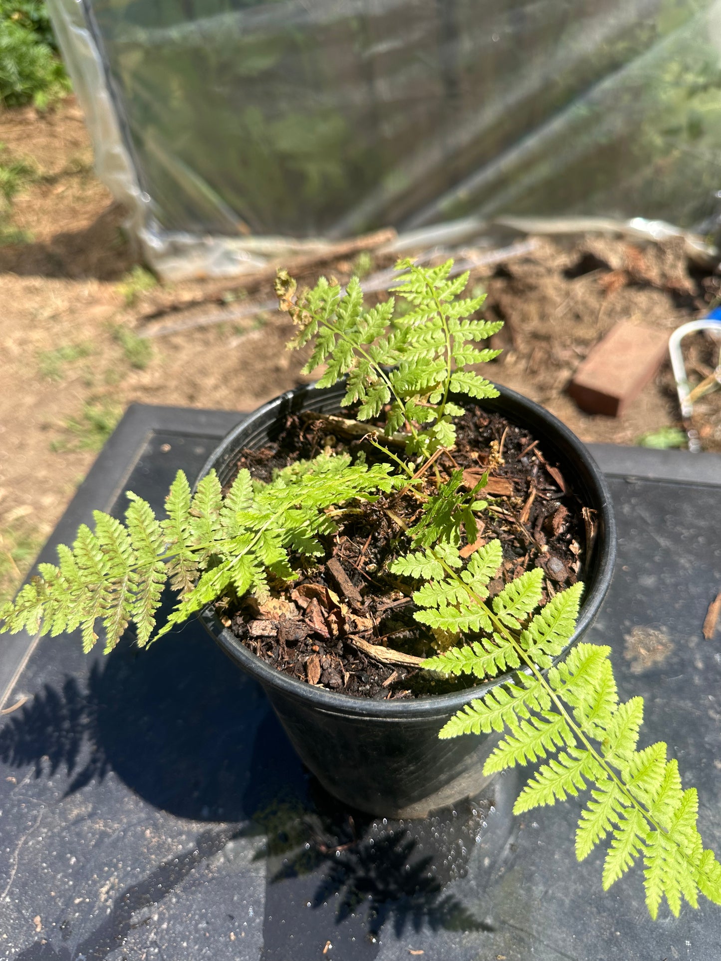 Lady Fern