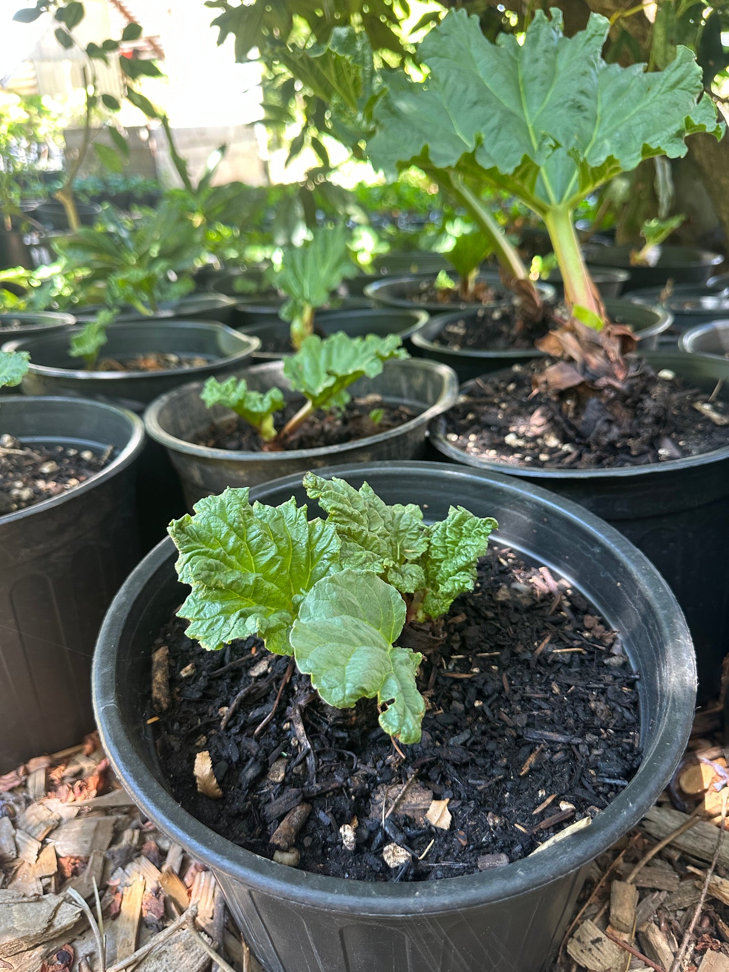 Rhubarb