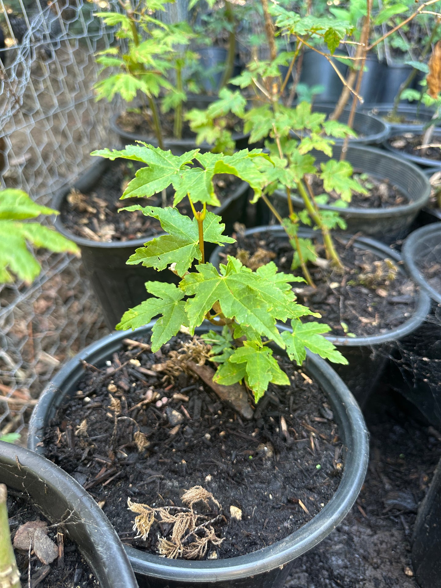 Vine Maple