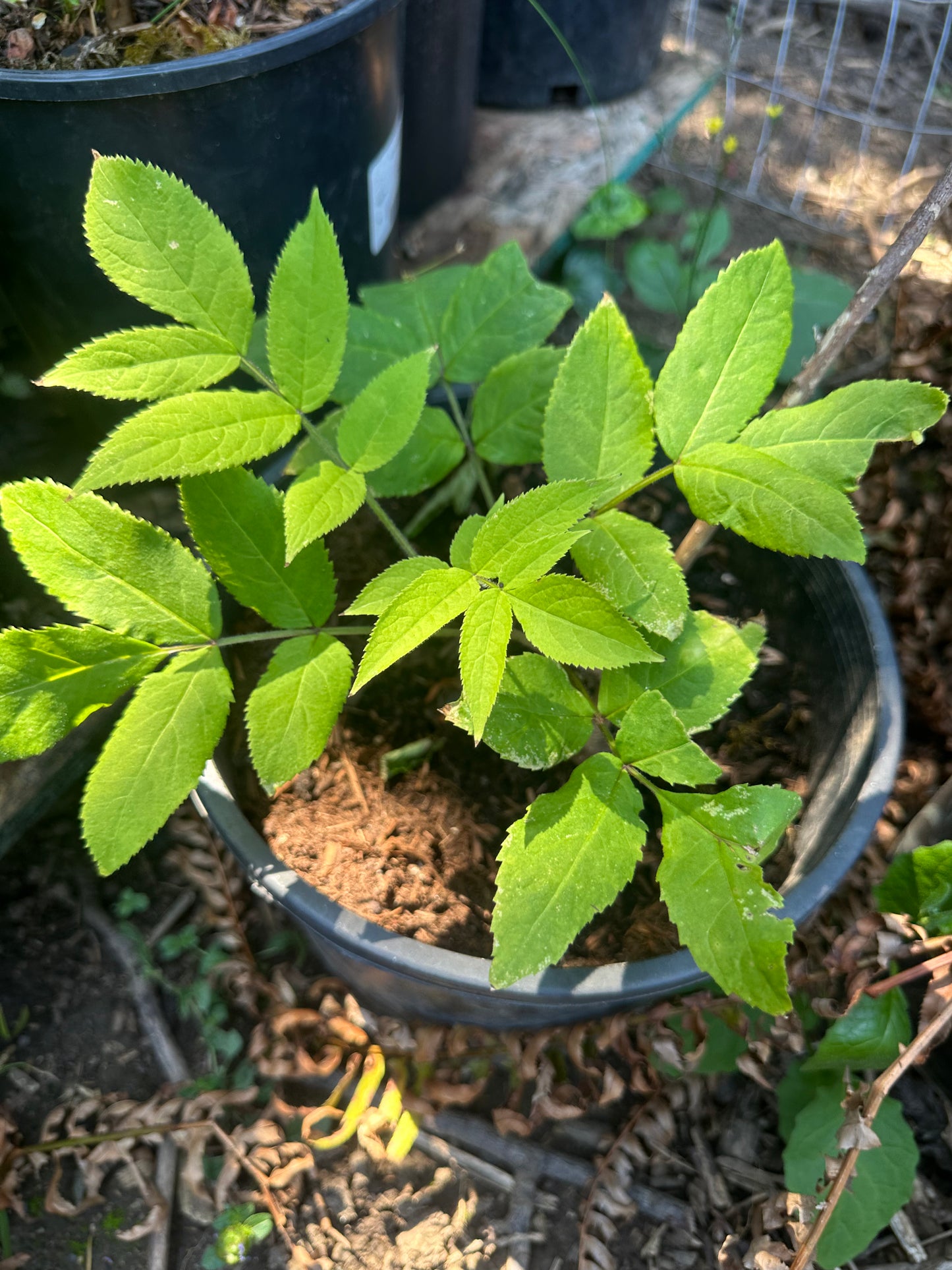 Red Elderberry
