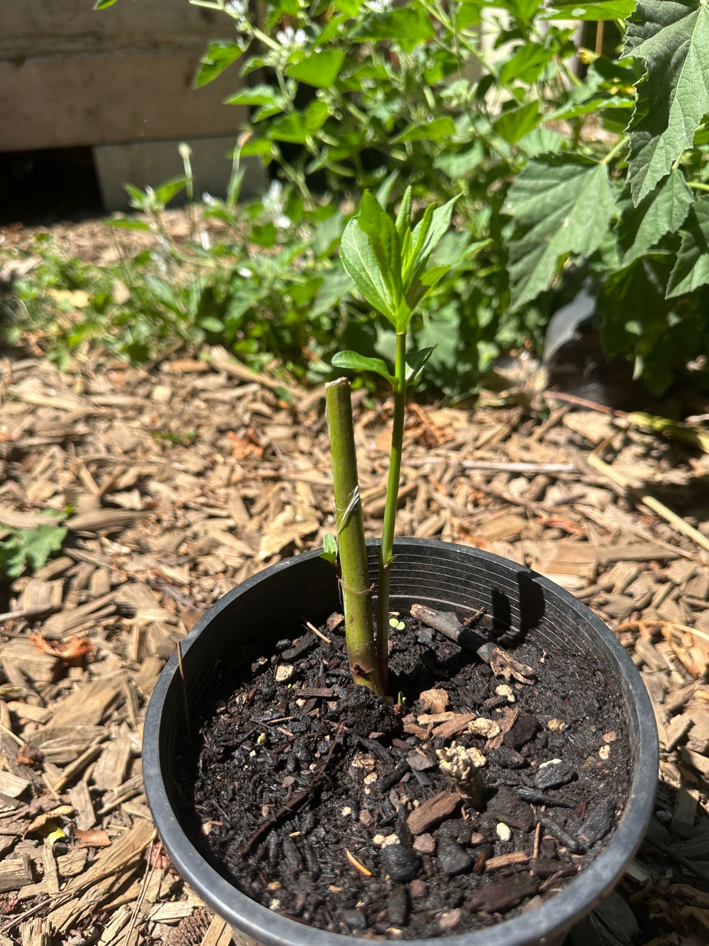 Swamp Milkweed