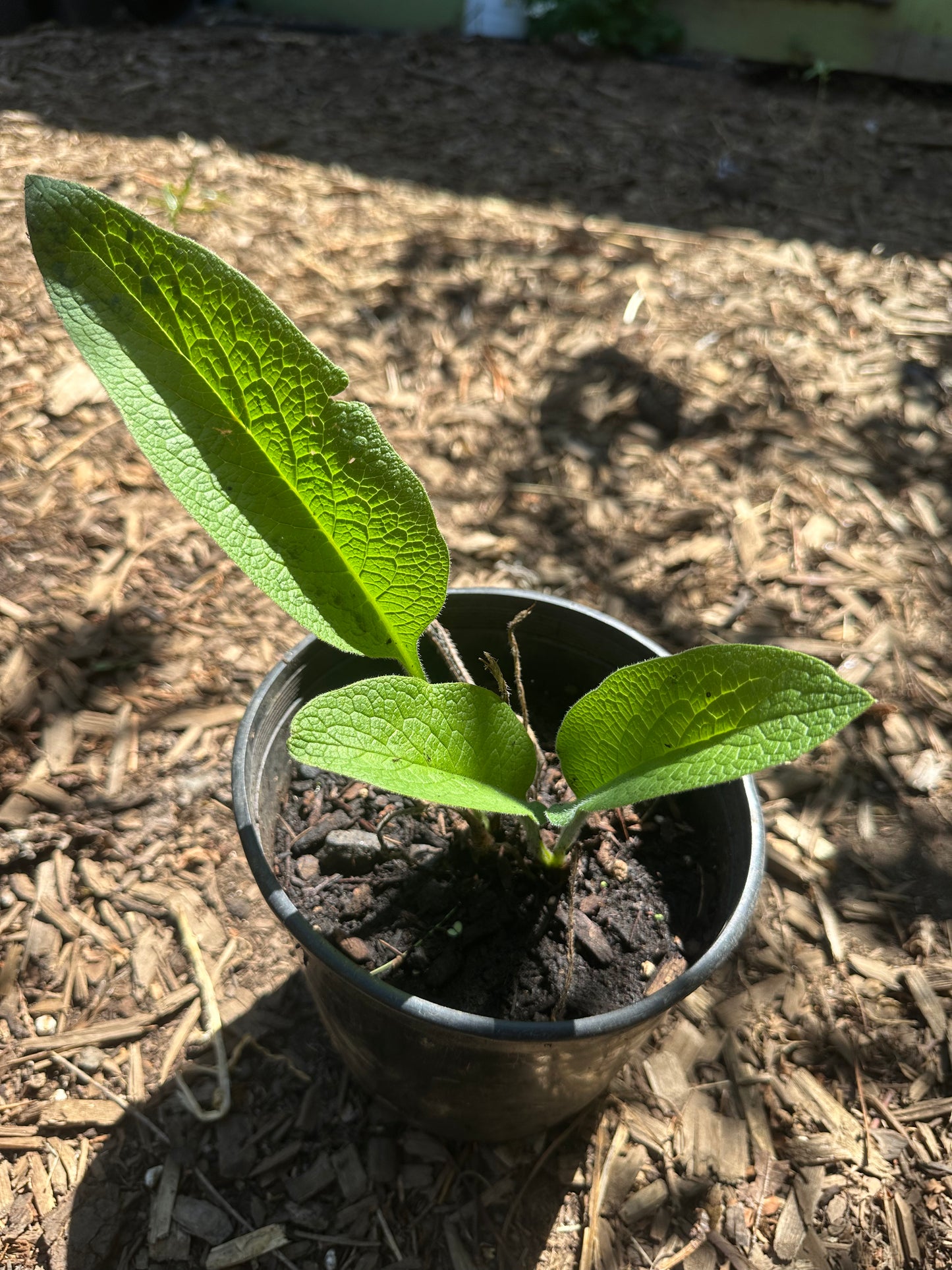 Comfrey