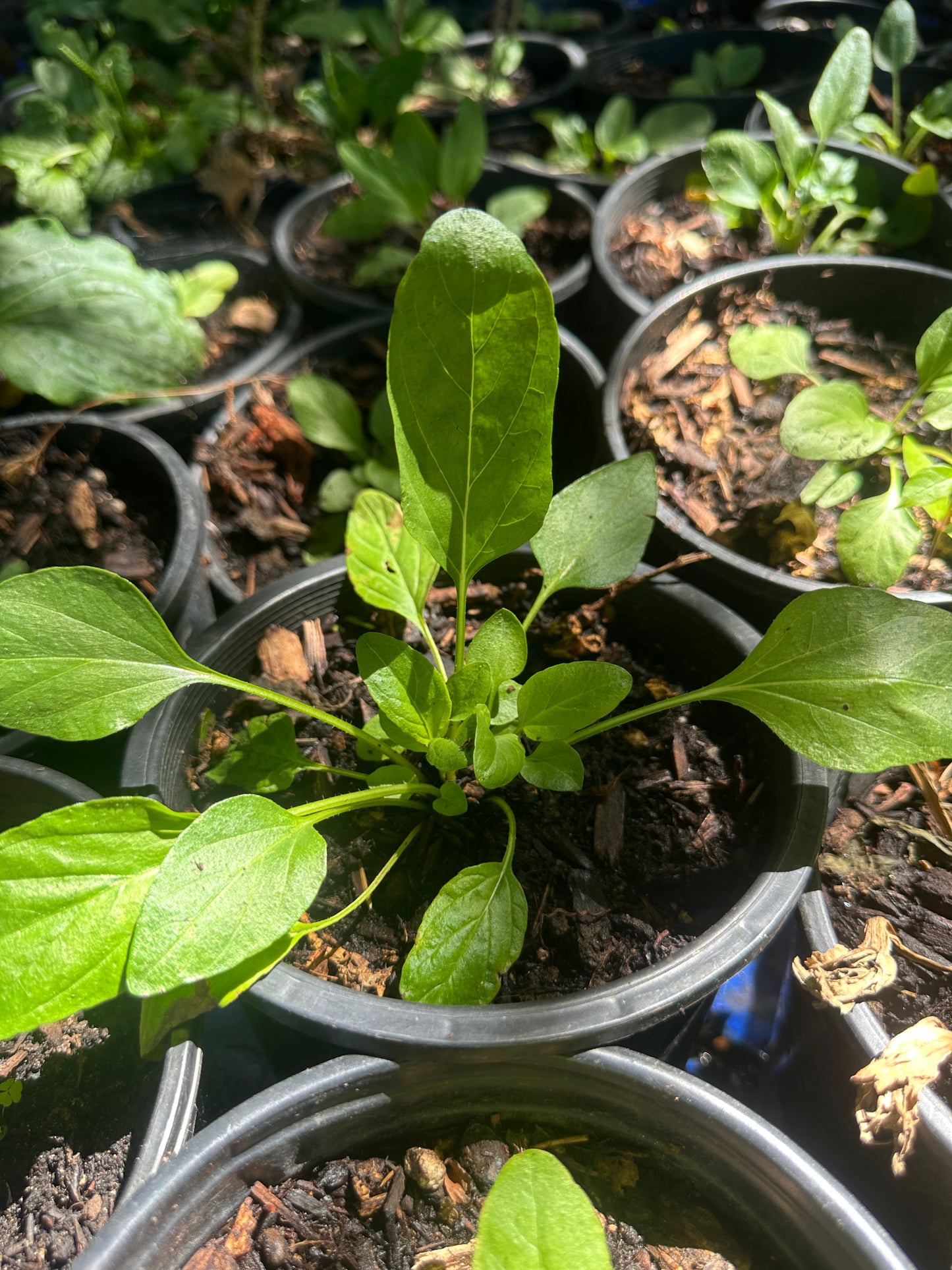 Self Heal