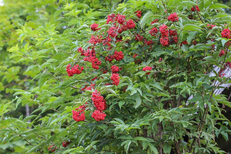 Red Elderberry