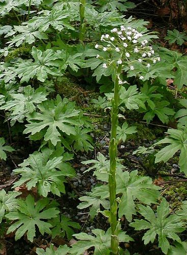 Coltsfoot