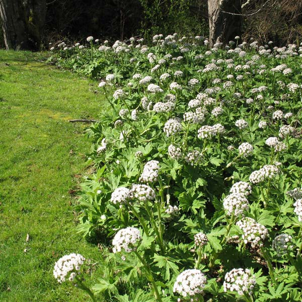 Coltsfoot