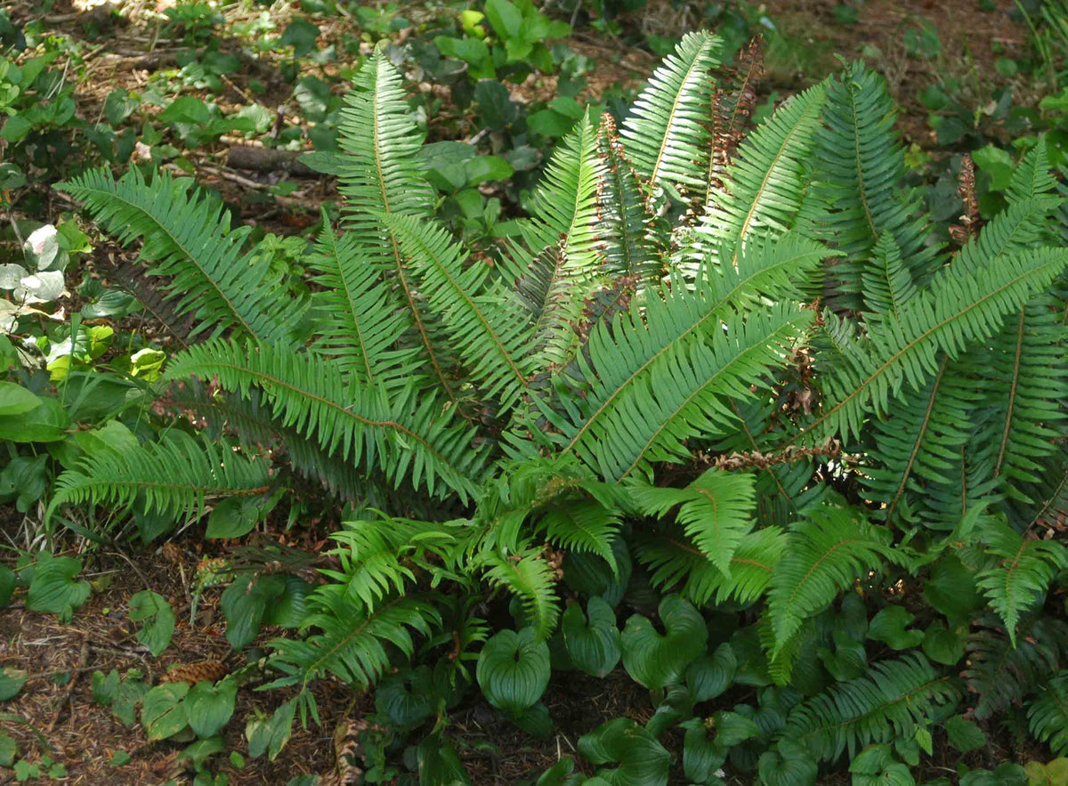 Sword Fern