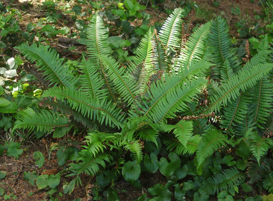 Sword Fern
