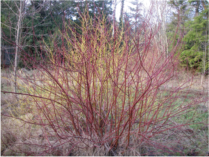 Red Twig Dogwood