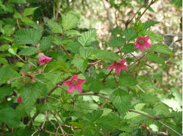 Salmonberry