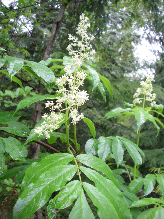 Red Elderberry