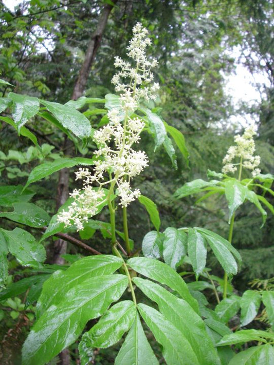 Red Elderberry
