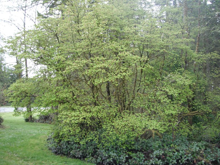 Vine Maple