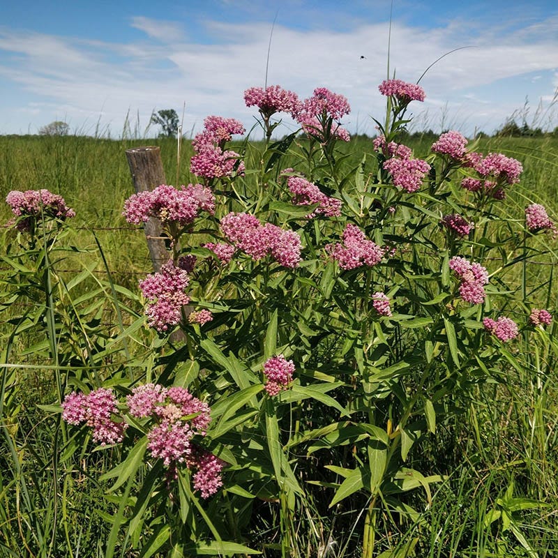 Swamp Milkweed
