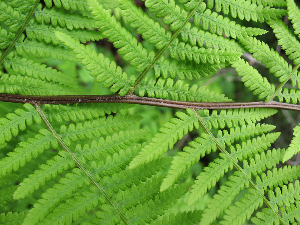 Lady Fern