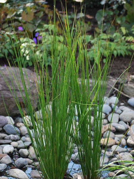 Common Rush
