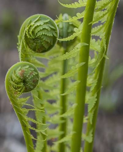 Ostrich Fern